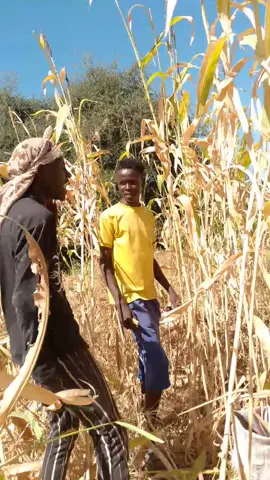 موسم الحصاد #تصميم_فيديوهات🎶🎤🎬 #تصاميم_فيديوهات #فيديوهات_مضحك #فيديوهات_مضحكه 