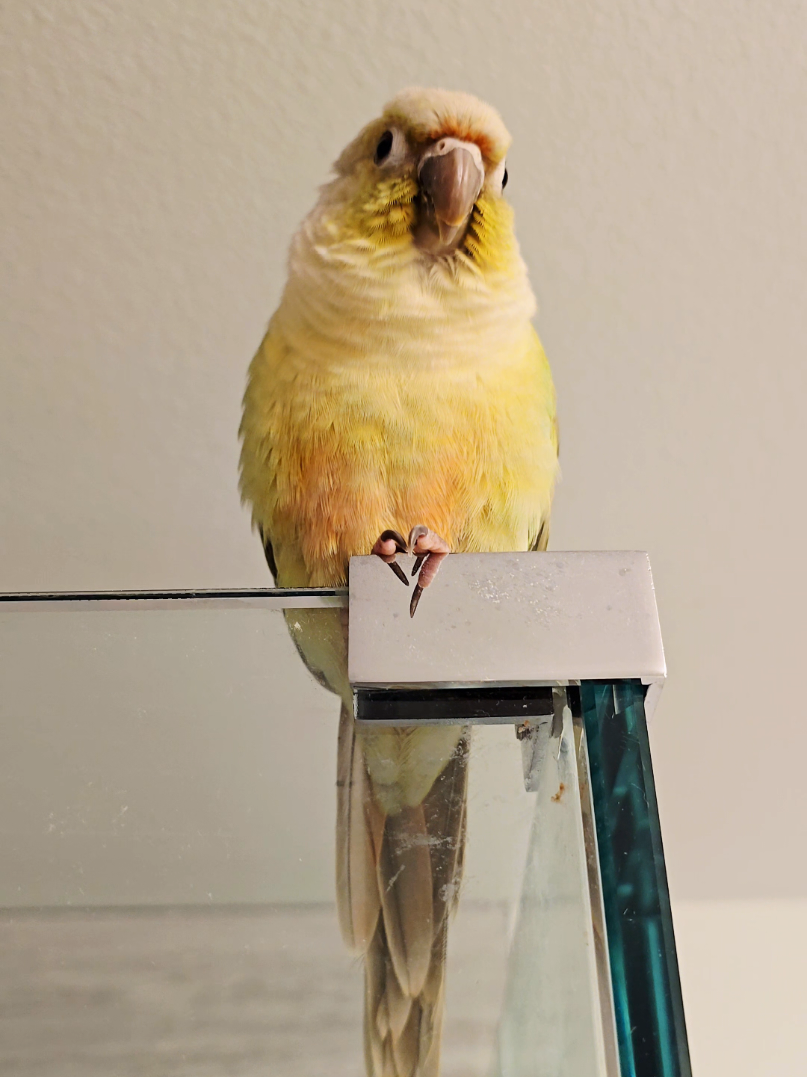 Kiwi is such a chatterbox when he hears water running 😅🦜💚  #greencheekconure #talkingbird #talkingparrot #pets  #PetsOfTikTok 