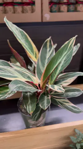 @Checkers South Africa I could be  your plant ambassador @H&M HOME I would love to be your plant ambassador @Woolworths SA maybe I’m your plant ambassador #calathea 