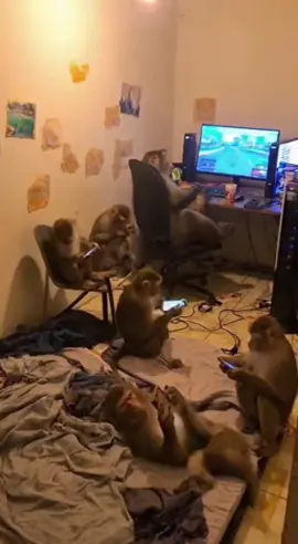 my squad 😂😂 #fyp #viral #monkey #sora #ai 