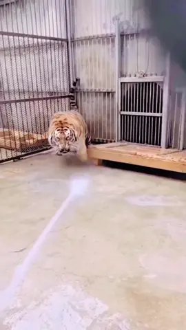 বাঘকে গোসল করানো যায় না। #funny #bestfunny #mahfuz_friends 