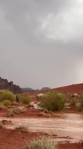 امطار تبوك اليوم#fypシ゚viral🖤tiktok☆♡ 