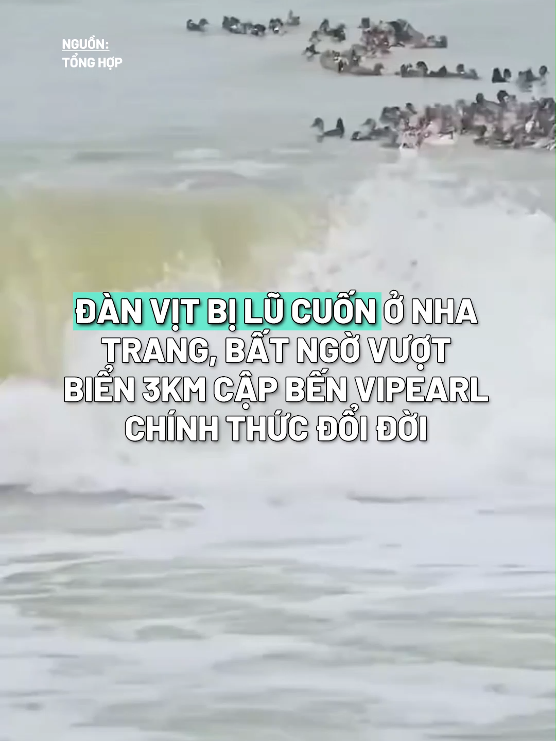 Lần đầu tiên xem tin vịt mà là tin thật #saigontrend #saigon #saigonnews #fantasticnetwork