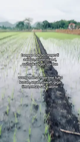 yo ngno kui😂✌🏻#storypetani #katakata #fyp #masukberanda #bismillahfyp 