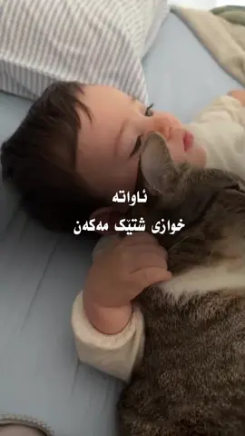 🥺🤎#run4ky #catlover #الله 