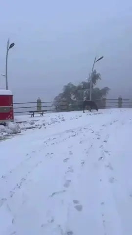 شريعة 😍 #dz #fyp 