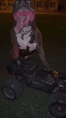 #kesfetteyiz #kesfet #fyp #pitbull 