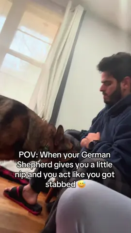 I’m telling you, this house is pure Chaos!! 😅😅😅😅 ##fyp##germanshepherd##dogsoftiktok##dogtok##pov