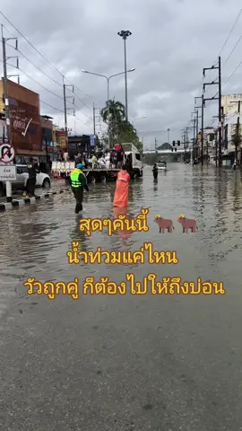 ขออนุญาตเจ้าของวัวด้วยน่ะคับ บอกเลยว่าลุ้นตลอดทาง #ย่านตาขาว #ตรัง #วัวชนคนใต้💯 