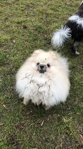 kinda busy 🤪 #pomeranian #crazypom #muddydog 