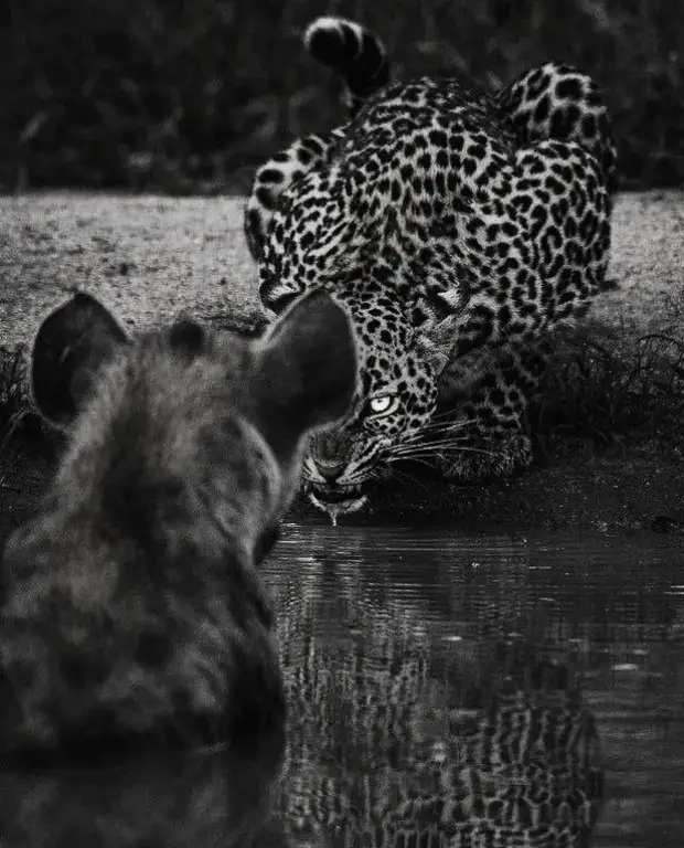 #expressions #quotes #texts #incentivize 