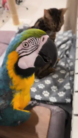 Бесконечный сериал, как Рик добивается Геру 💁🏻‍♀️