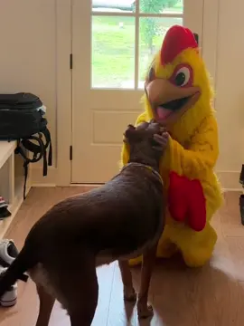 The best surprise for a dog 🐶 🐔#pet #wholesome #dog #cat #cutepets 