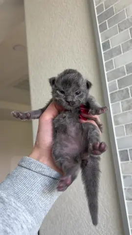 Belly full of milk #kittens #kittentok #mainecoonkittens #kittenlovers #mainecoon 