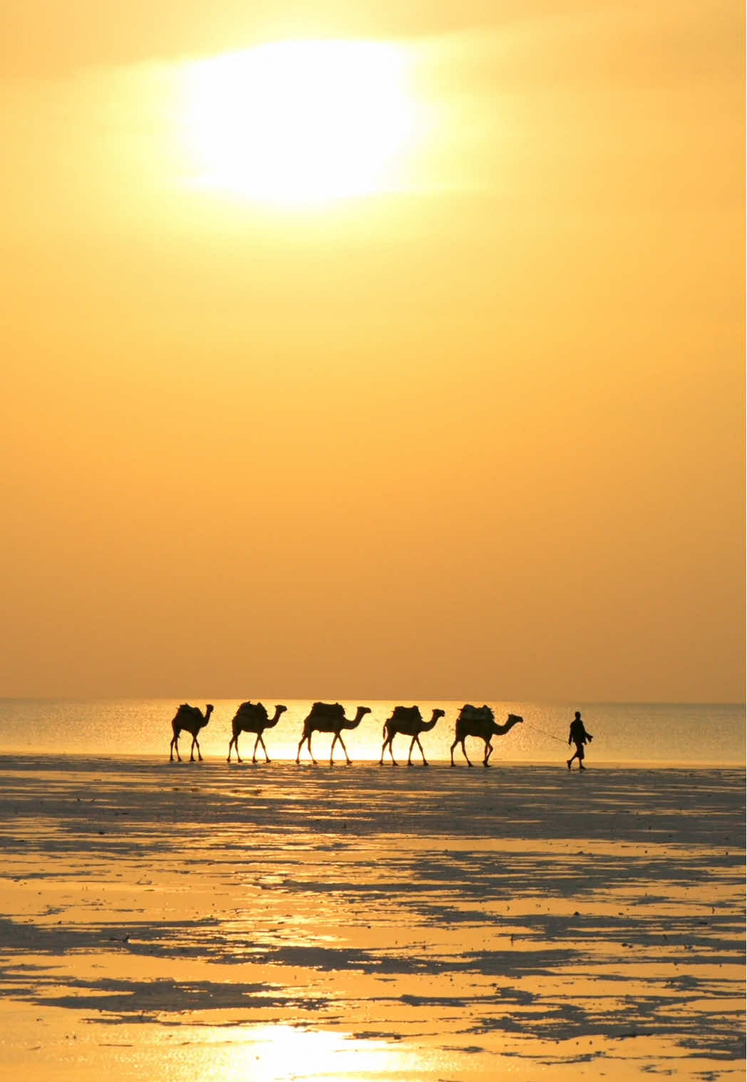 The Salt Camels of Ethiopia 🐪🇪🇹🧂located in the Danakil Depression, which is one of  hottest place in the world where temperate reach over 130 °F (54 °C), these camels transport salt hundred of kilometers away which takes several days to reach the final destination. We filmed them walking the edge of the salt lake for sunrise and created for the most cinematic morning of our lives! Captured in 8k 🎥 #ethiopia #camels #dune #arrakis 