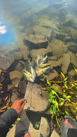 16 point💥#fishing #jatiluhur #casting #peacockbass #purwakarta 