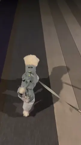 Jolly ahh dog (song: ilyTOMMY - sick & tired 3) #ilytommy #dogsofttiktok #memecut #hoodtrap #tiktok 