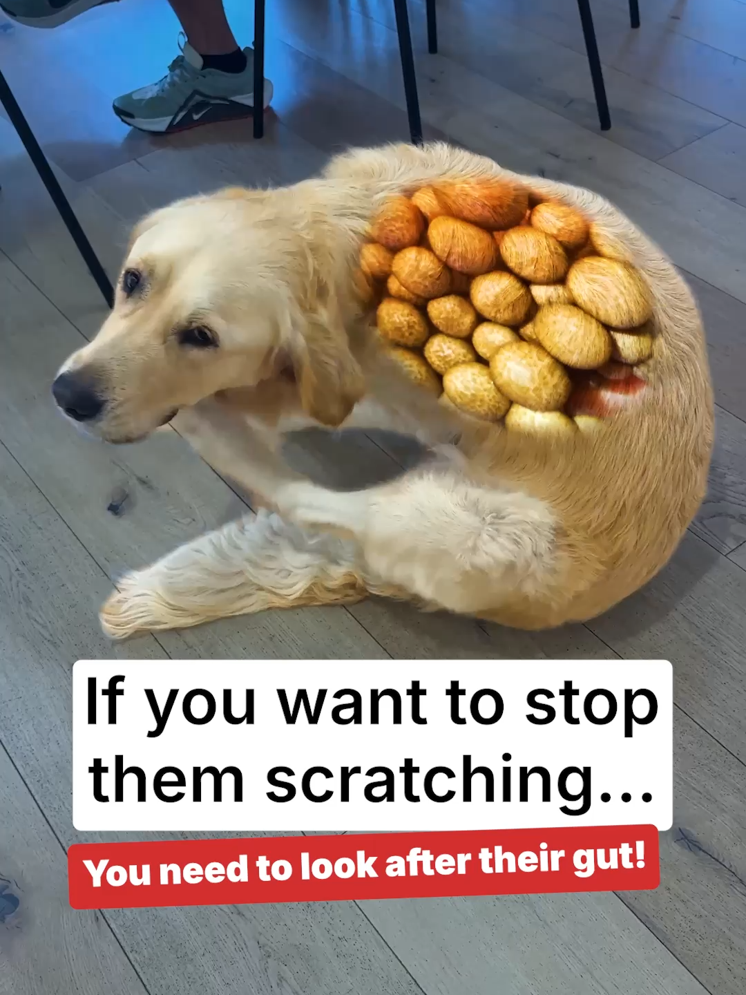 If your dog won’t stop itching or licking their paws… it might start in the gut