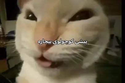 میو میو #فوریو #cat #miaumiau #تیکتاک_فارسی #fyy 