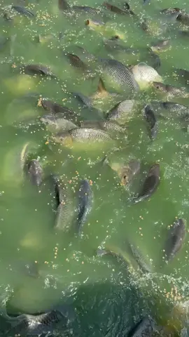 #ميسان_ذي_قار_البصرة_بغداد_الموصل_بابل #🇮🇶🇮🇶 #بغداد_العراق🇮🇶 #الانبار #السعودية_الكويت_مصر_العراق_لبنان 