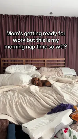 It’s not my problem that I woke up 2 hours early #weeniedog #minidachshund #weenie 