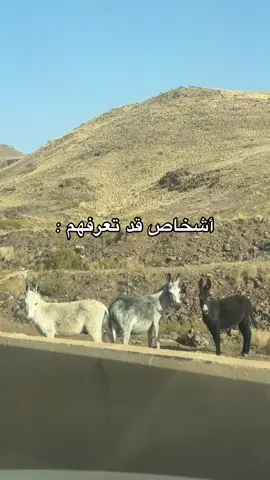 #اكسلبورر_explore هش هش يلاااامناك #ابعتهالو 