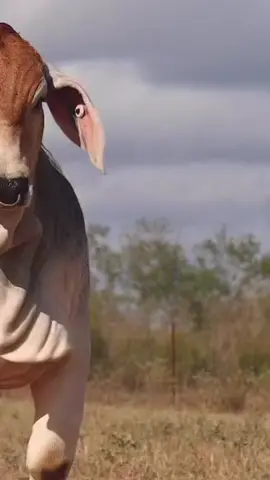 #llanerovuelveatullano 