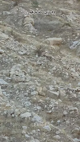 #کەڵەهەرز #darbandixan #slimane #foryou #fouryoupage 