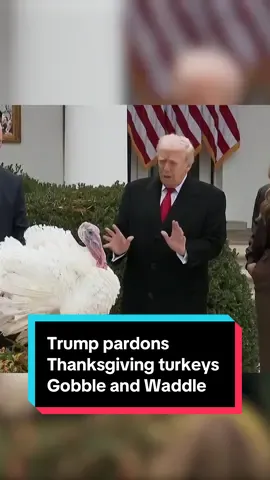 US President Donald Trump pardons turkeys Gobble and Waddle at the White House ahead of the Thanksgiving holiday. #US #news #Thanksgiving #holidays