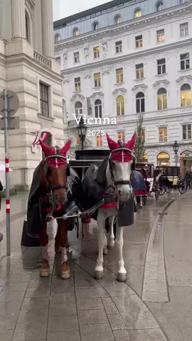 متع شبابك في ڤينا الساحرة 🥹❤️‍🩹 #travel #vienna #viralvideo  #السفر #اكسبلور 