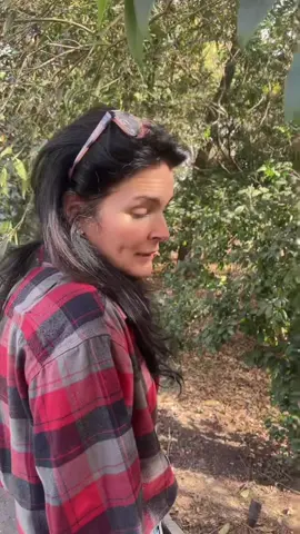 🐿️ Three years ago my daughter Emery found a helpless baby squirrel on the sidewalk of a really busy road near her school. Her eyes were still closed she was skinny and dehydrated. After a little research I learned how to raise her and got welcomed into the sweetest squirrel community online (even though I still had no clue if she was a boy or girl which is how she ended up with the name “Thomas”). 😂 After her release, she chose a big tree in my backyard.. a friend brought me two more rescues, Emmy and Oscar. They fell 19 feet from a construction site ceiling. Oscar landed on a construction worker but Emmy took the full fall and ended up blind in one eye. Releasing them was bittersweet but Emmy lives in the tree outside my bedroom window and Oscar still checks in from time to time. Then came Simeon. A friend and her kids found him in their yard and waited for his mom to come back but she never did so I got to be his mommy for a bit. This release was a little daunting because it was the first time I simply took a squirrel outside and let him go. Normally I open my bathroom window and they spend the day outside then come back in at night to sleep in their little nest. Simeon is doing great and now runs around with Emmy and Oscar. I see them every day and still get to play with Simeon. Releasing each one of them is always tough but the fact that they stay close to home makes my heart so happy. Who knew these little creatures that destroy my crown molding could make me this happy. 😂❤️  #squirrelrescue #squirrellife #squirrel 