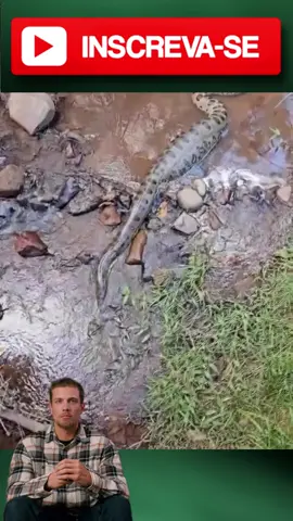 Sucuri é Filmada Após se Alimentar #snake #sucuri #anaconda