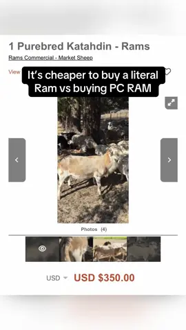 New strategy: buy a literal Ram, raise it, sell for profit to buy PC RAM #gamer #pcgamer #pcgaming #gaming #techtok 