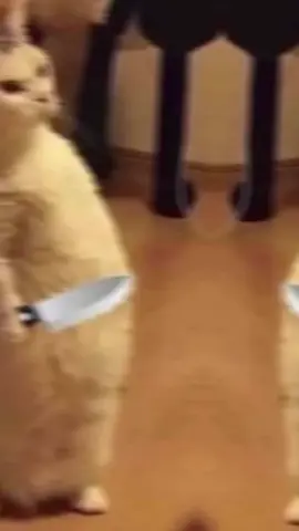 metion so dheh😂@fardowso👸🌸👑 #capcut_edit#fayppppppppppppppppppppppp 