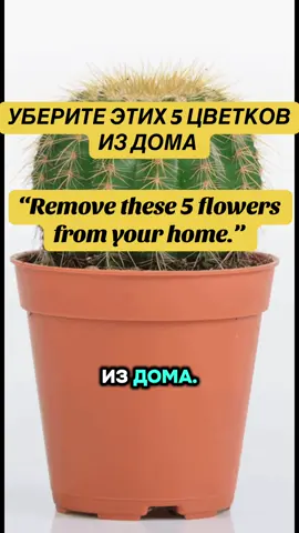 Уберите этих 5 цветков из дома “Remove these 5 flowers from your home.”#fyp#Cactus#Fern#Dieffenbachia#Lily