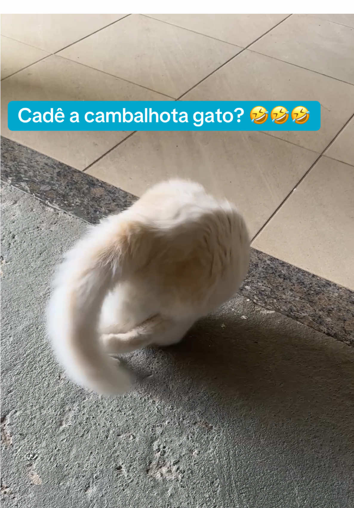 Cade a cambalhota gato? 🤣🤣🤣 fez na hora! 😍😍🥰 #snowcambalhota #gato #gatos #catsoftiktok #cat 