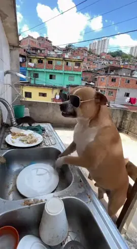 Colocaram o cachorrinho pra lavar a louça 🤣🤣🤣🤌🏼 #cachorro #brasil #riodejaneiro