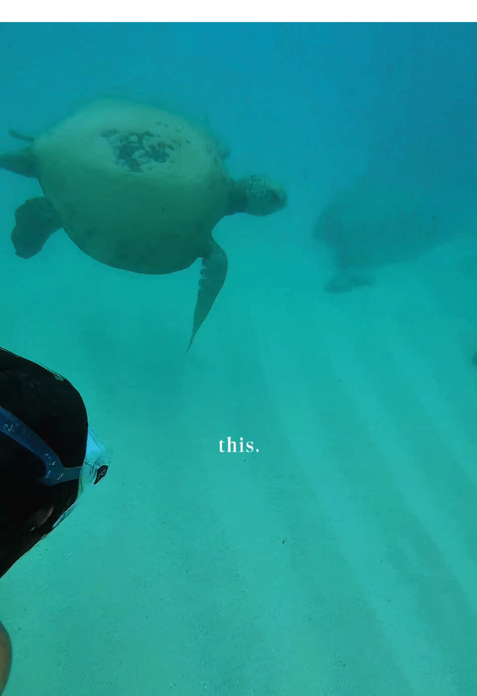 U can tell i love nature, turtles, my dog, music,.. 🤠#CapCut #sunset #Lifestyle #travel #hike