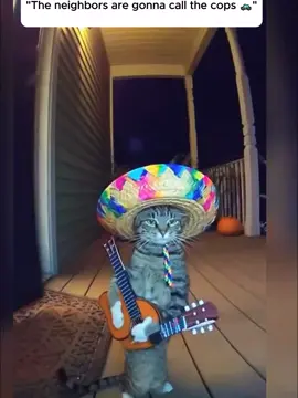 new Cats playing music instruments. #funnycatsoftiktok #sora2 #trending #compilation 
