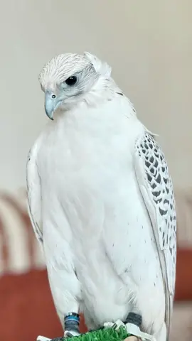 #احذر_الحر_تامر_البدوي #fyp 