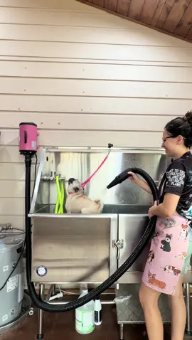 When the blow dryer turns into a dance floor 😎💨 #dog #grooming #dance #funny #dwts 