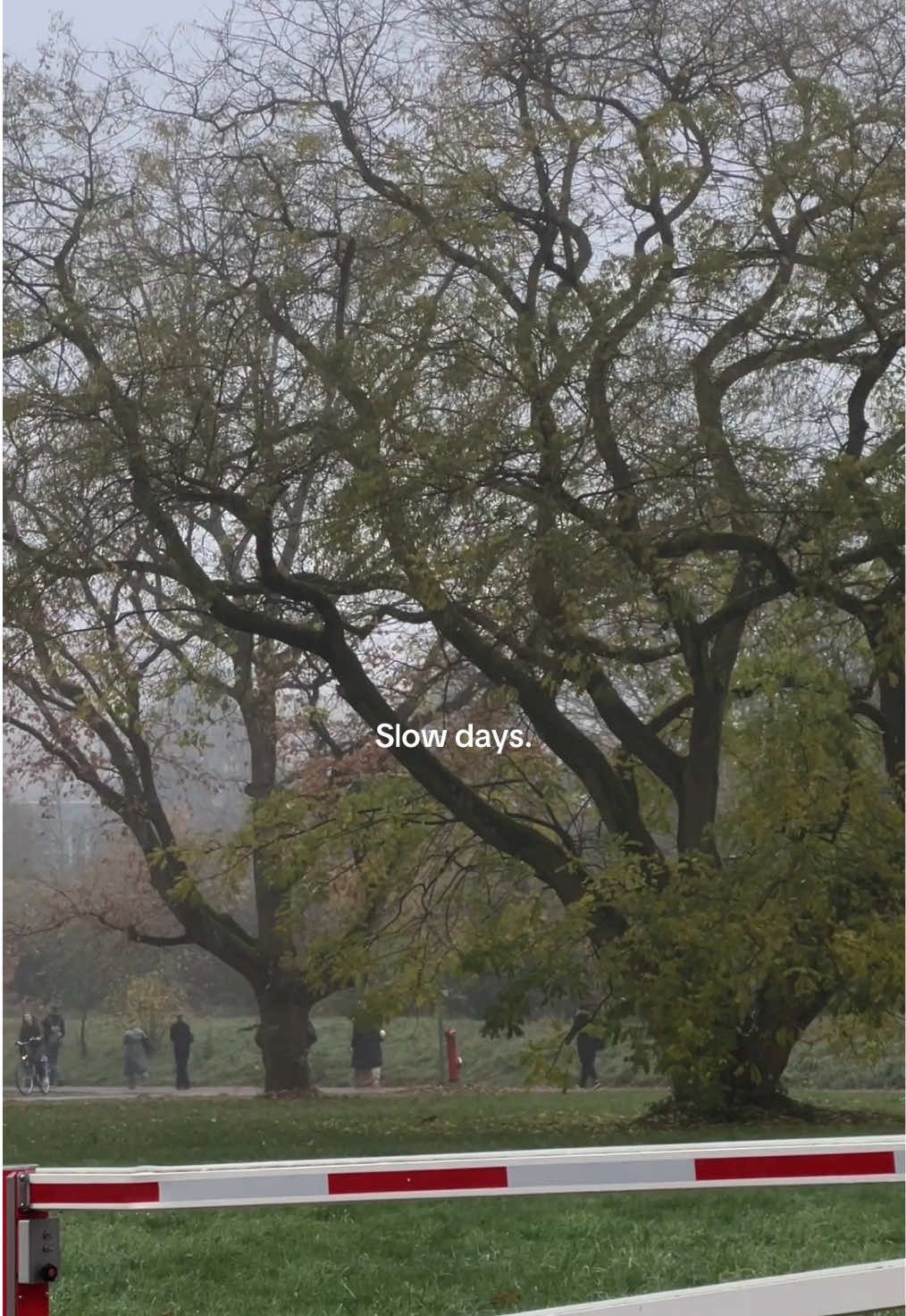 My alarms are fighting for their lives each morning trying to wake me up during these cold foggy days … #cozy #gloomy #studywithme #rain #roomaesthetic quite days