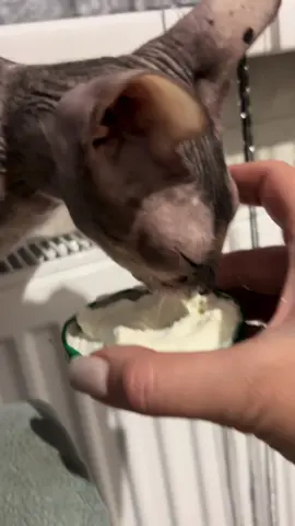 #еда#мфинкс#сметана