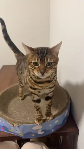 So friendly#catsoftiktok #cat #cutecat #cute 