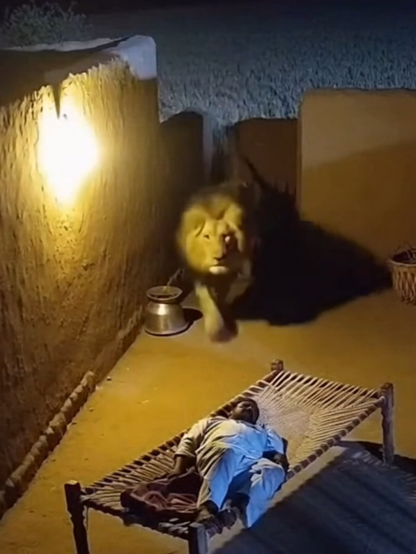 Man Trying to save himself From lion 🦁  #Sora2 #AIVideo #CCTVFootage #WildlifeStory #MountainLion 