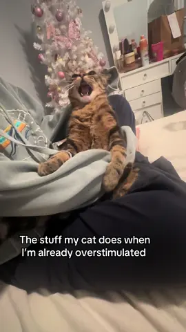 He be powering up for them bites #fyp #catsoftiktok #tabbycat #overstimulated #viral 