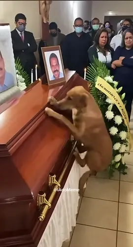 cachorrinho pulando no caixão do dono 😢😢😢 #amor #viral #animais #viraliza #emocionante 
