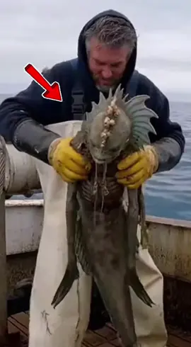 #creatorsearchinsights #sealife #seacreatures #seastorm #foryou 