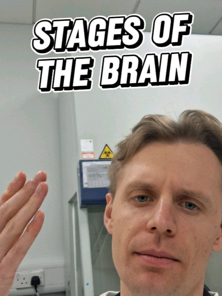 The 5 stages of the brain according to science #brain #brainstages 