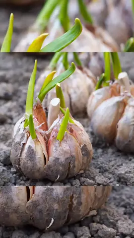 les bienfaits de l'aile  #bienfait #aill 